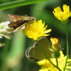 Taractrocera papyria at Cotter River, ACT - 27 Jan 2022