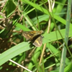 Taractrocera papyria at Cotter River, ACT - 27 Jan 2022 02:07 PM