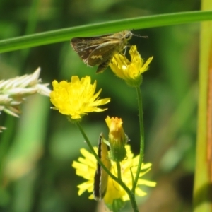 Taractrocera papyria at Cotter River, ACT - 27 Jan 2022