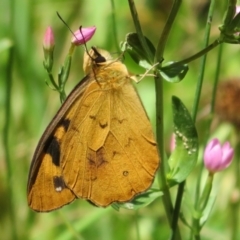 Heteronympha solandri (Solander's Brown) at Namadgi National Park - 27 Jan 2022 by Christine