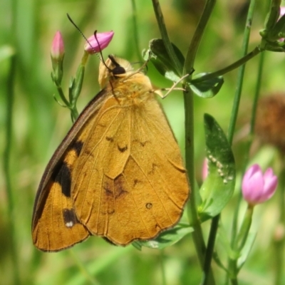 Heteronympha solandri (Solander's Brown) at Cotter River, ACT - 27 Jan 2022 by Christine