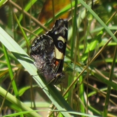 Vanessa itea (Yellow Admiral) at Cotter River, ACT - 27 Jan 2022 by Christine