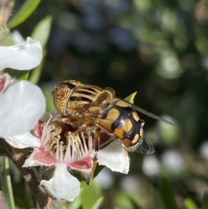 Eristalinus punctulatus at Jagungal Wilderness, NSW - 22 Jan 2022 09:04 AM