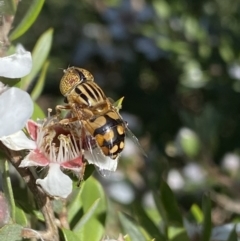 Eristalinus punctulatus at Jagungal Wilderness, NSW - 22 Jan 2022 09:04 AM