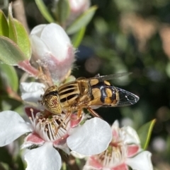 Eristalinus punctulatus at Jagungal Wilderness, NSW - 22 Jan 2022 09:04 AM