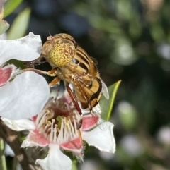 Eristalinus punctulatus at Jagungal Wilderness, NSW - 22 Jan 2022 09:04 AM