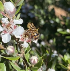 Eristalinus punctulatus at Jagungal Wilderness, NSW - 22 Jan 2022