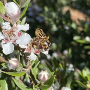 Eristalinus punctulatus at Jagungal Wilderness, NSW - 22 Jan 2022 09:04 AM