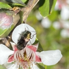 Diphucrania cupripennis at Jagungal Wilderness, NSW - 22 Jan 2022