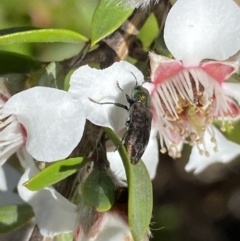 Diphucrania cupripennis at Jagungal Wilderness, NSW - 22 Jan 2022 09:00 AM