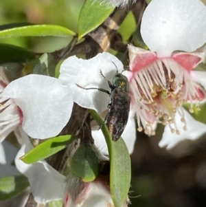 Diphucrania cupripennis at Jagungal Wilderness, NSW - 22 Jan 2022 09:00 AM