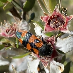 Castiarina delectabilis (A jewel beetle) at Jagungal Wilderness, NSW - 22 Jan 2022 by NedJohnston