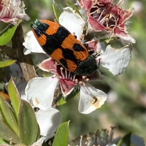 Castiarina delectabilis at Jagungal Wilderness, NSW - 22 Jan 2022