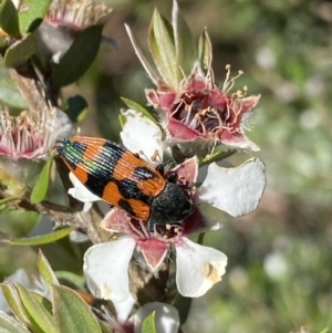 Castiarina delectabilis at Jagungal Wilderness, NSW - 22 Jan 2022