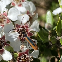 Stenoderus suturalis at Jagungal Wilderness, NSW - 22 Jan 2022