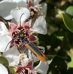 Stenoderus suturalis at Jagungal Wilderness, NSW - 22 Jan 2022