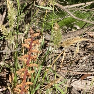 Orobanche minor at Jagungal Wilderness, NSW - 22 Jan 2022 08:50 AM