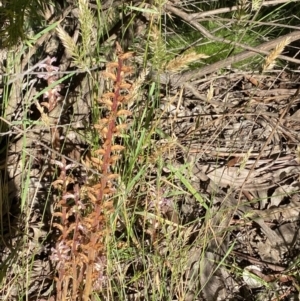 Orobanche minor at Jagungal Wilderness, NSW - 22 Jan 2022