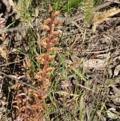 Orobanche minor at Jagungal Wilderness, NSW - 22 Jan 2022 08:50 AM