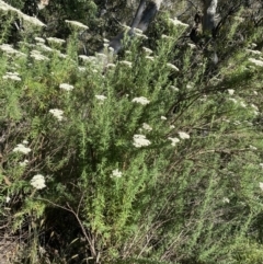 Cassinia aculeata subsp. aculeata (Dolly Bush, Common Cassinia, Dogwood) at Jagungal Wilderness, NSW - 22 Jan 2022 by NedJohnston