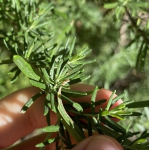 Cassinia aculeata subsp. aculeata at Jagungal Wilderness, NSW - 22 Jan 2022 08:49 AM