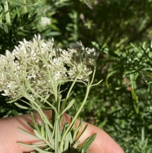 Cassinia aculeata subsp. aculeata at Jagungal Wilderness, NSW - 22 Jan 2022