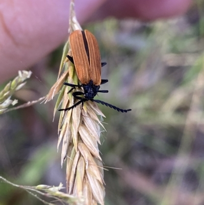 Porrostoma rhipidium (Long-nosed Lycid (Net-winged) beetle) at Kosciuszko National Park - 21 Jan 2022 by Ned_Johnston