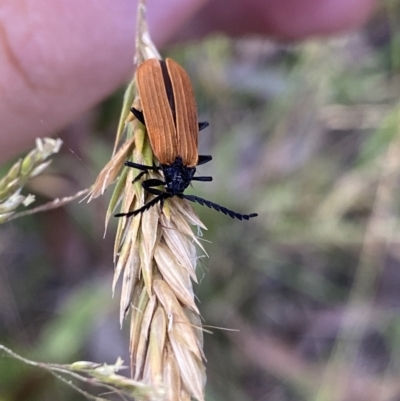 Porrostoma rhipidium (Long-nosed Lycid (Net-winged) beetle) at Jagungal Wilderness, NSW - 21 Jan 2022 by NedJohnston