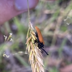 Porrostoma rhipidium at Jagungal Wilderness, NSW - 21 Jan 2022