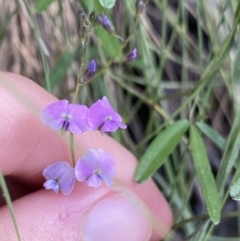 Glycine microphylla (Small-leaf Glycine) at Jagungal Wilderness, NSW - 21 Jan 2022 by NedJohnston