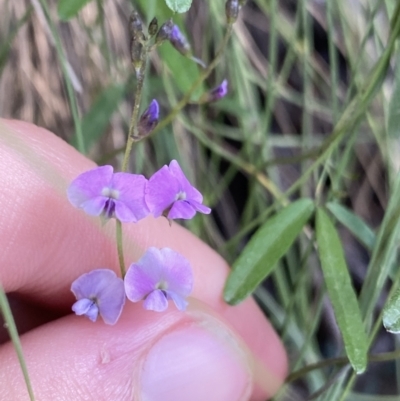 Glycine microphylla (Small-leaf Glycine) at Jagungal Wilderness, NSW - 21 Jan 2022 by NedJohnston