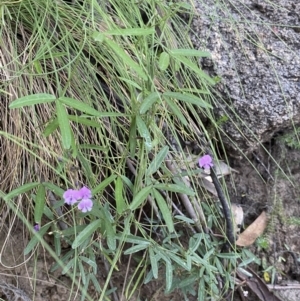 Glycine microphylla at Jagungal Wilderness, NSW - 21 Jan 2022 06:49 PM