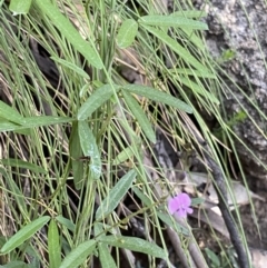 Glycine microphylla at Jagungal Wilderness, NSW - 21 Jan 2022 06:49 PM