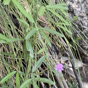 Glycine microphylla at Jagungal Wilderness, NSW - 21 Jan 2022
