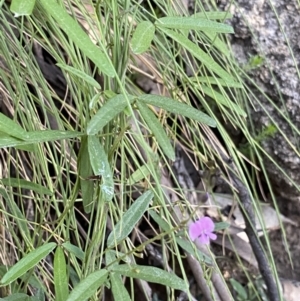 Glycine microphylla at Jagungal Wilderness, NSW - 21 Jan 2022 06:49 PM