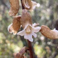 Gastrodia procera (Tall Potato Orchid) at Kosciuszko National Park - 21 Jan 2022 by Ned_Johnston