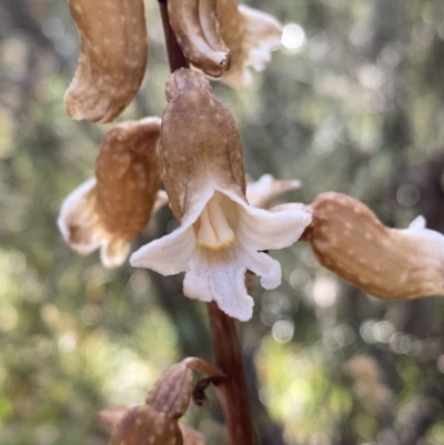 Gastrodia procera (Tall Potato Orchid) at Jagungal Wilderness, NSW - 21 Jan 2022 by NedJohnston