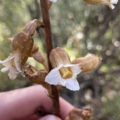 Gastrodia procera at Jagungal Wilderness, NSW - suppressed