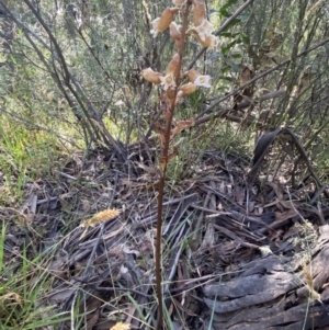 Gastrodia procera at Jagungal Wilderness, NSW - suppressed