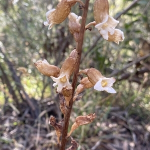 Gastrodia procera at Jagungal Wilderness, NSW - 21 Jan 2022