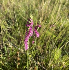 Spiranthes australis (Austral Ladies Tresses) at Kosciuszko National Park - 21 Jan 2022 by Ned_Johnston