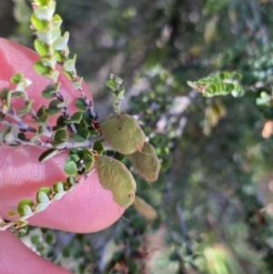 Bossiaea foliosa at Jagungal Wilderness, NSW - 21 Jan 2022