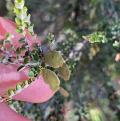 Bossiaea foliosa at Jagungal Wilderness, NSW - 21 Jan 2022