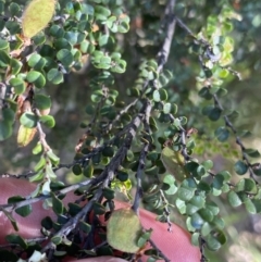 Bossiaea foliosa at Jagungal Wilderness, NSW - 21 Jan 2022