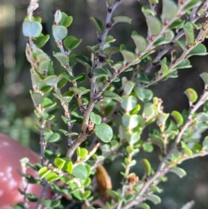 Bossiaea foliosa at Jagungal Wilderness, NSW - 21 Jan 2022