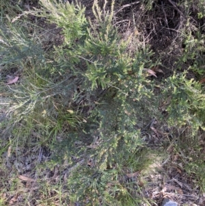 Bossiaea foliosa at Jagungal Wilderness, NSW - 21 Jan 2022 05:50 PM