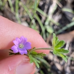 Geranium solanderi var. solanderi (Native Geranium) at Jagungal Wilderness, NSW - 21 Jan 2022 by NedJohnston