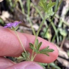 Geranium solanderi var. solanderi at Jagungal Wilderness, NSW - 21 Jan 2022 05:48 PM