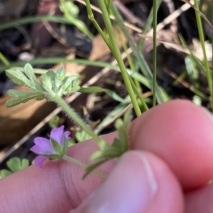 Geranium solanderi var. solanderi at Jagungal Wilderness, NSW - 21 Jan 2022 05:48 PM