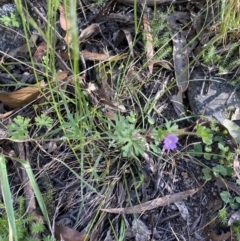 Geranium solanderi var. solanderi at Jagungal Wilderness, NSW - 21 Jan 2022